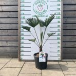 Palma konopná (Trachycarpus wagnerianus) – celková výška 70-90 cm, kont. C15L (-18°C)